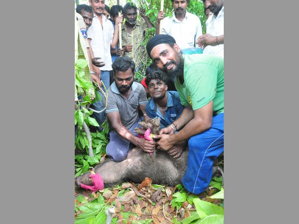 జనారణ్యంలోకి అడవి పంది