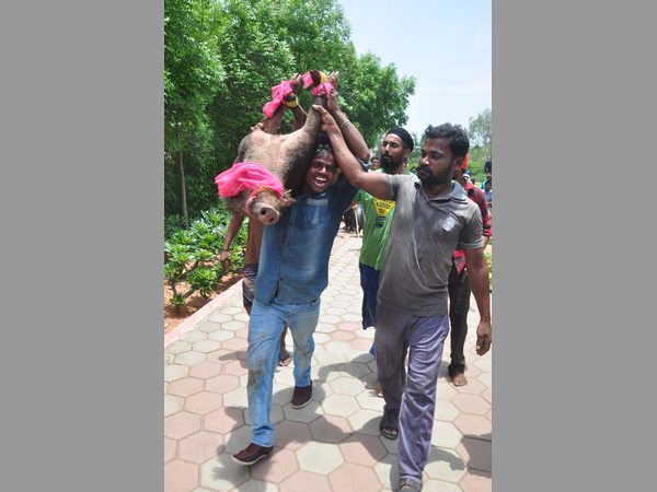 జనారణ్యంలోకి అడవి పంది