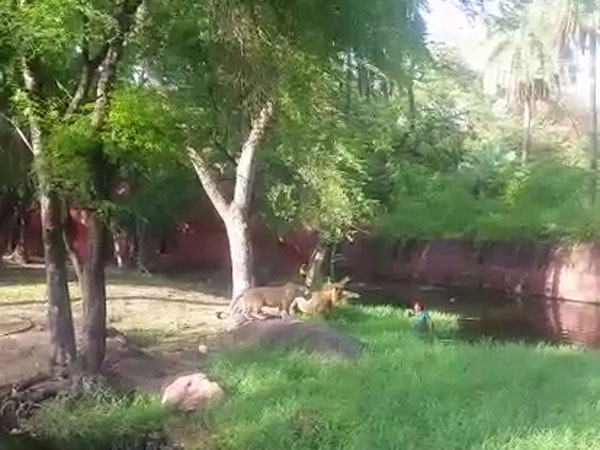 పూటుగా తాగి సింహాల బోనులోకి దూకాడు పూటుగా తాగి సింహాల బోనులోకి దూకాడు