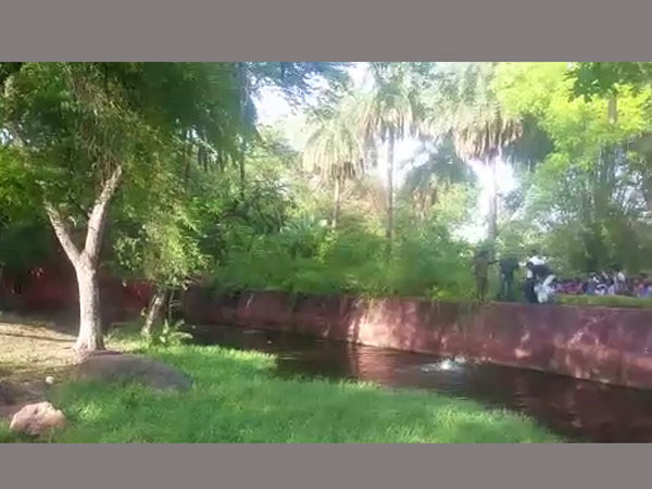 పూటుగా తాగి సింహాల బోనులోకి దూకాడు పూటుగా తాగి సింహాల బోనులోకి దూకాడు