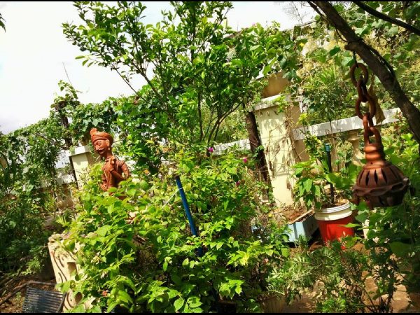 Thummeti Raghothama Reddy's Roof Garden