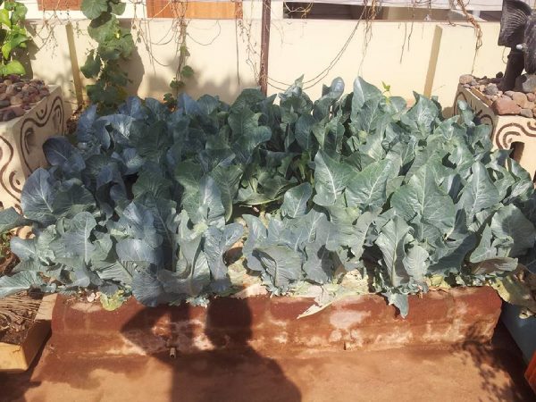 Thummeti Raghothama Reddy's Roof Garden