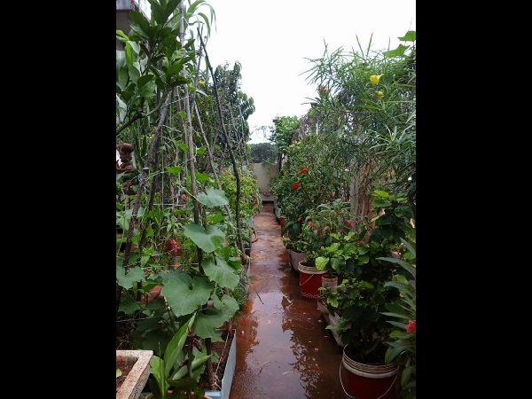 Thummeti Raghothama Reddy's Roof Garden