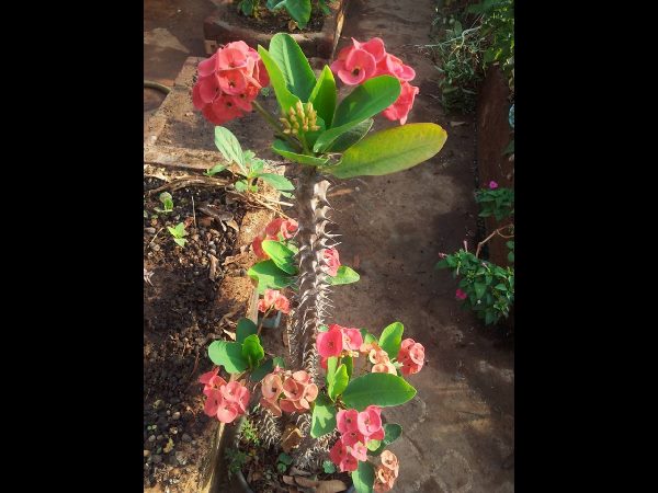 Thummeti Raghothama Reddy's Roof Garden