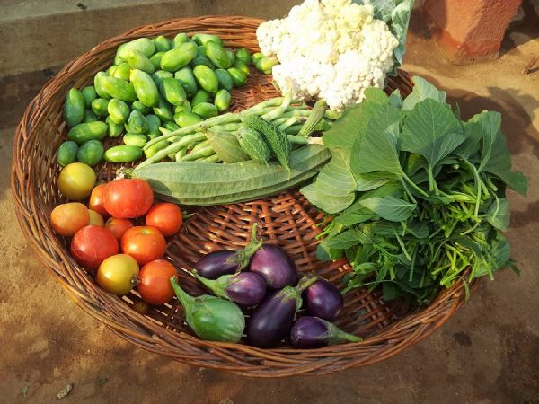 Thummeti Raghothama Reddy's Roof Garden