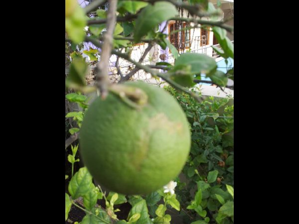 Thummeti Raghothama Reddy's Roof Garden
