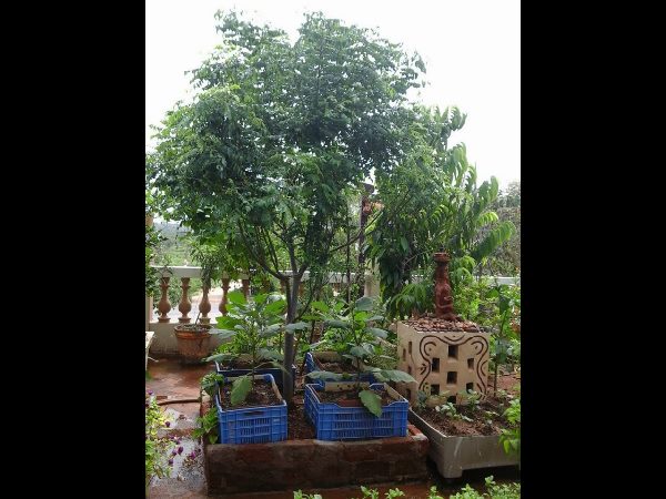 Thummeti Raghothama Reddy's Roof Garden