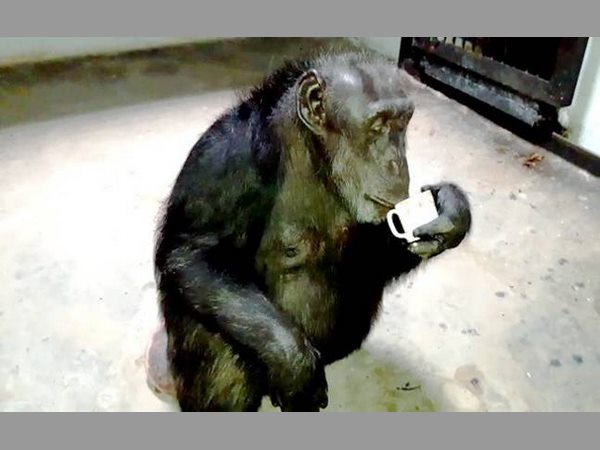 ఈ చింపాంజీ లాగా పుట్టాలి: నెస్కెఫే కాఫీ, ఖరీదైన భోజనం