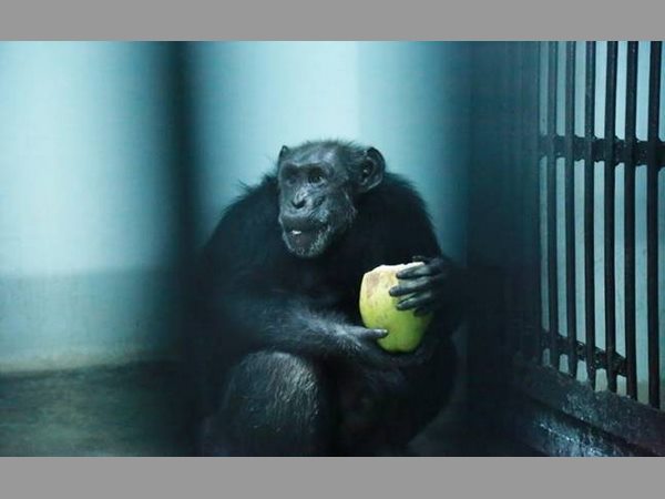 ఈ చింపాంజీ లాగా పుట్టాలి: నెస్కెఫే కాఫీ, ఖరీదైన భోజనం 