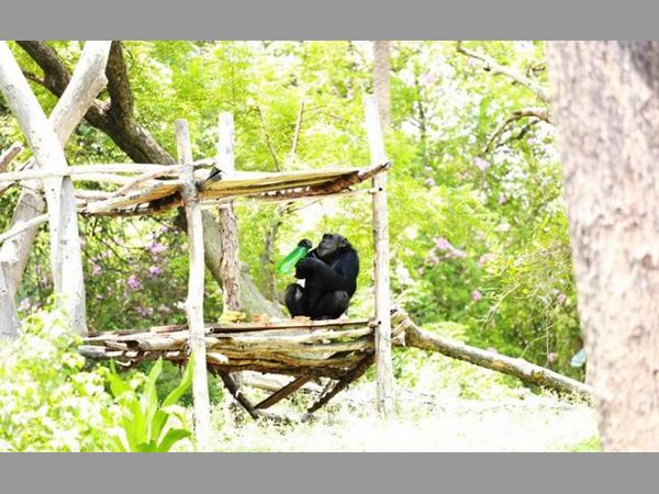 ఈ చింపాంజీ లాగా పుట్టాలి: నెస్కెఫే కాఫీ, ఖరీదైన భోజనం 