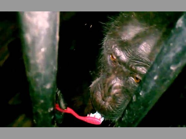 ఈ చింపాంజీ లాగా పుట్టాలి: నెస్కెఫే కాఫీ, ఖరీదైన భోజనం 