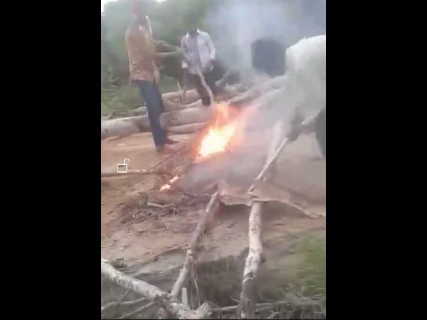 కుక్క పిల్లలు సజీవ దహనం కుక్క పిల్లలు సజీవ దహనం