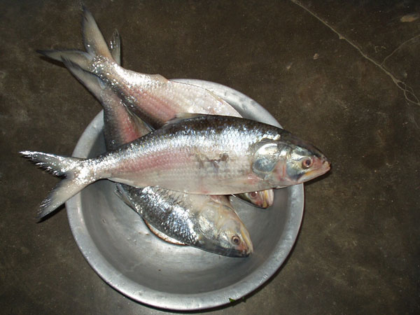  ఏపీలో పులస 'ఫీవర్': కిలో రూ.4 వేలకు చేరిన సీజనల్ ఫిష్ ధర 