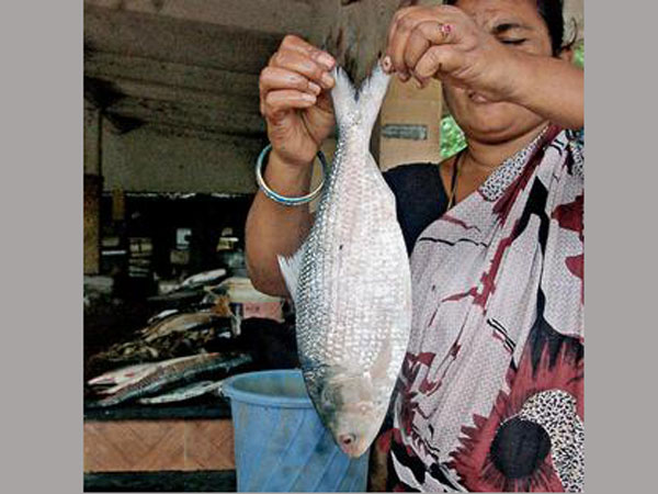 ఏపీలో పులస 'ఫీవర్': కిలో రూ.4 వేలకు చేరిన సీజనల్ ఫిష్ ధర 