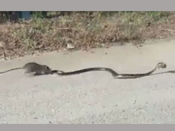 Shocking moment: rat mom saves baby hungry snake epic roadside battle Shocking moment: rat mom saves baby hungry snake epic roadside battle