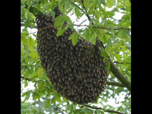 TDP MLA attacked by honeybees in Vishaka district