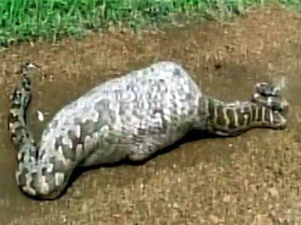 Python dies after swallowing nilgai