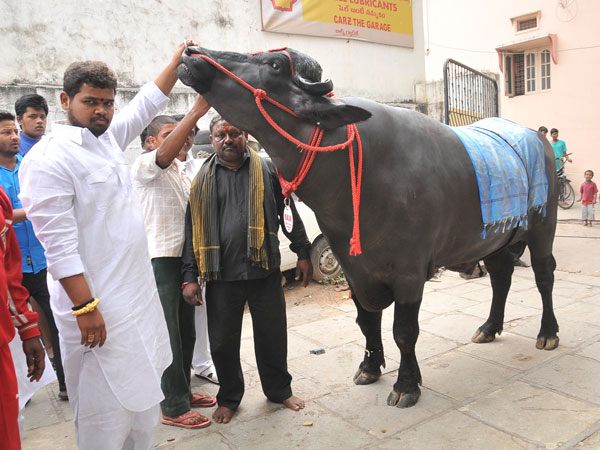 ఎప్పుడూ దాన్ని అద్దెకే...