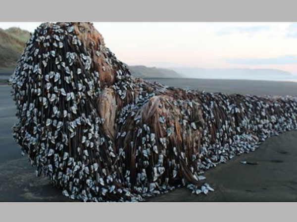 Mysterious 'Muriwai monster' washes up on New Zealand beach Mysterious 'Muriwai monster' washes up on New Zealand beach