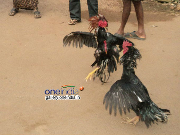 బరిలో దిగిన ఎమ్మెల్యే: