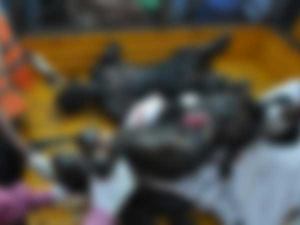 యజమాని నిర్లక్ష్యం వల్లే..