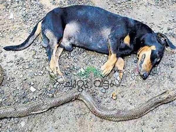 After an intense battle, dog sacrifices life to save Kerala family from cobra After an intense battle, dog sacrifices life to save Kerala family from cobra