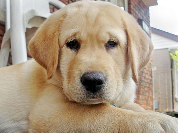 Dog sentenced to death for biting child in Pakistan Dog sentenced to death for biting child in Pakistan