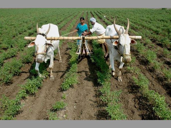 దళితులకు మూడెకరాల భూమి ఫలాలిలా