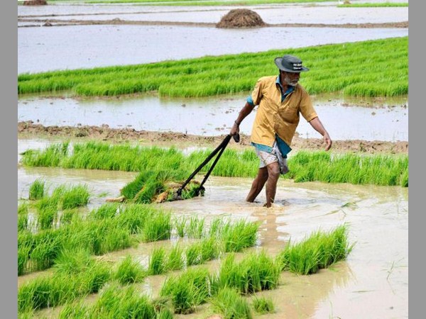 పెరగనున్న వరి సాగు