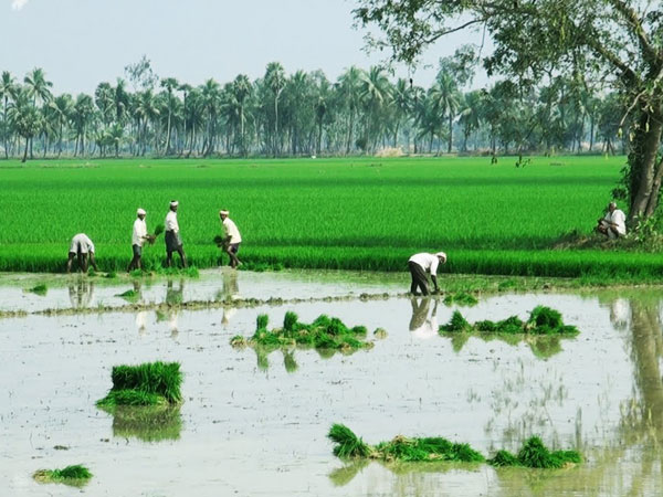 సాగు లక్ష్యాలు తగ్గుముఖమే