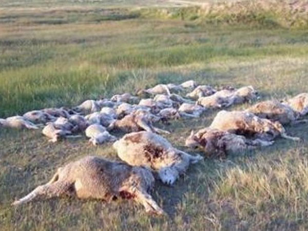 గ్రామస్తుల గాలింపు: గ్రామస్తుల గాలింపు: