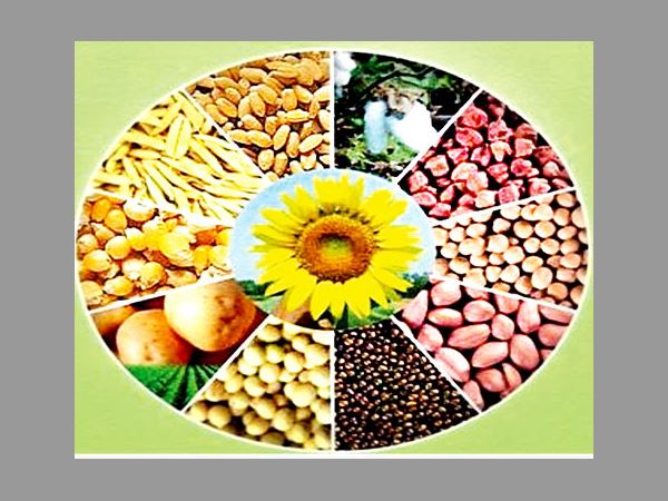 కూరగాయల పంటల విస్మరణ కూరగాయల పంటల విస్మరణ