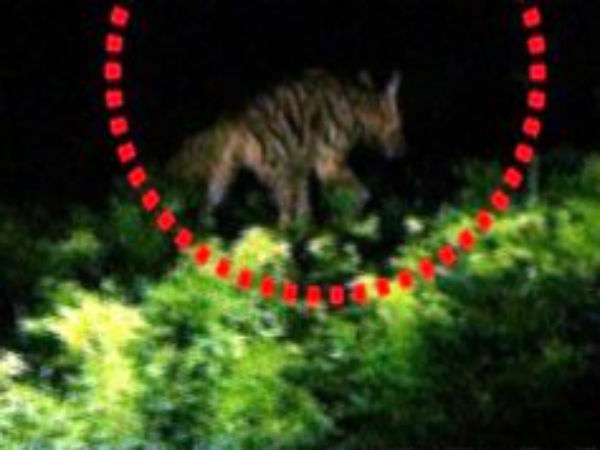 హైనా దాడులేనా.. హైనా దాడులేనా..