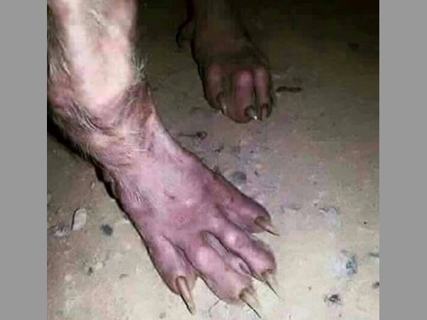 ఏలియన్స్ అంటూ సోషల్ మీడియాలో వైరల్