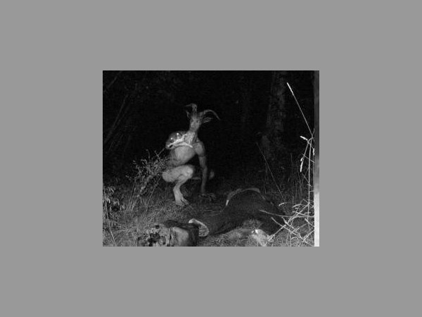 గొర్రెలు చనిపోవడంతో.. సిసి కెమెరాలు ఏర్పాటు చేశారు