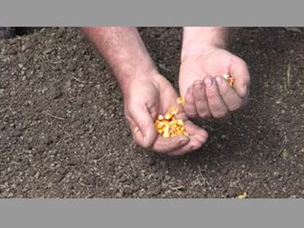 తర్వాత మొహం చాటేసిన వరుణుడు