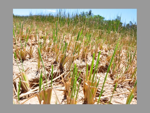 నిజామాబాద్‌లో కర్షకుల కంటతడి