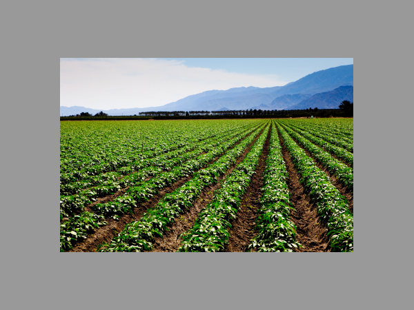 అడపాదడపా చిరు జల్లులే శరణ్యం