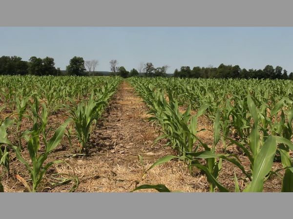 వర్షాలు కురవక మెదక్ రైతుల్లో నిరాశ