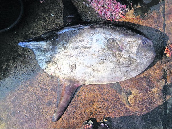 ఆంధ్ర విశ్వ విద్యాలయం పరిశోధన: