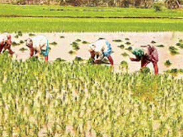 కడపకు తప్పని కరువు