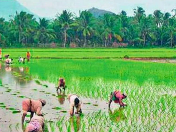 జలాశయాల నీటి విడుదల చేసినా.. సాగు అంతంతే