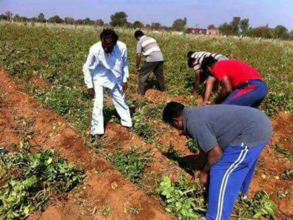KTR posts KCR in farm house photos KTR posts KCR in farm house photos