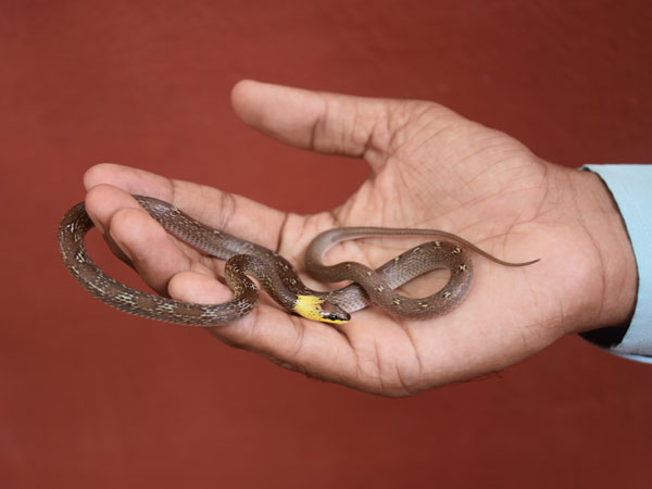 Rare snake species found in the vicinity of Nehru Zoological Park, Hyderabad Rare snake species found in the vicinity of Nehru Zoological Park, Hyderabad
