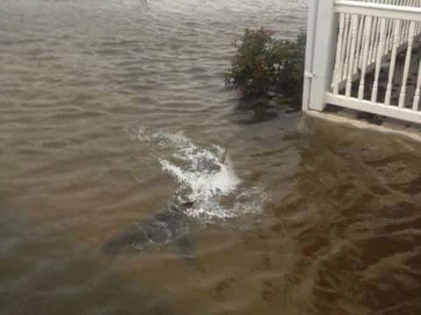 ఇర్మా తీవ్రత: