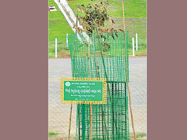 ఎండిపోయిన కేసీఆర్ నాటిన మొక్క 