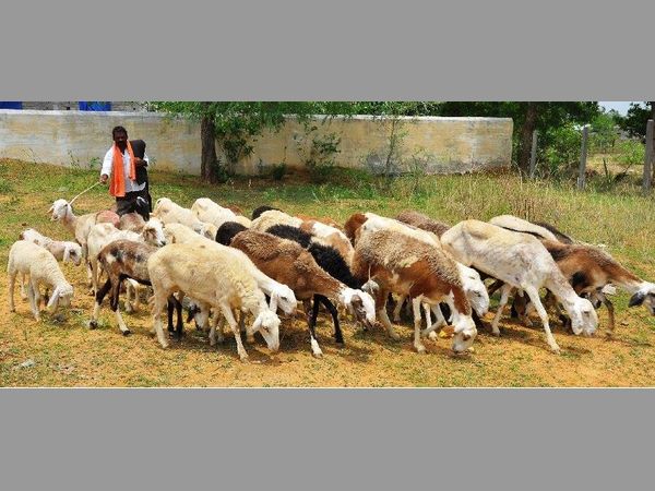 తెగనమ్ముకుంటున్నవారూ ఎక్కువే: