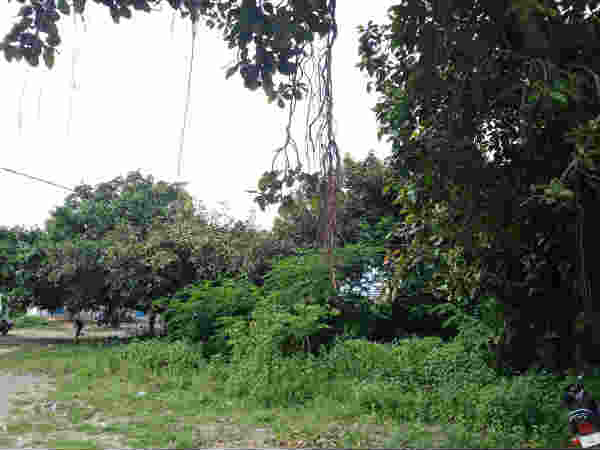 Five thousands years ago banyan tree