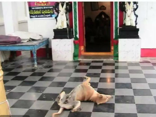 Dog prays God in Jagityal district