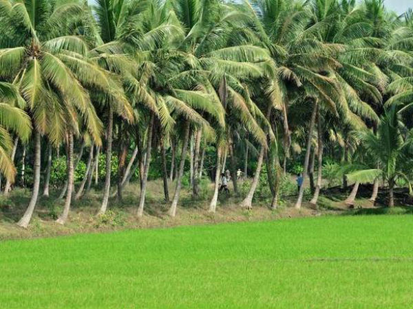 తూర్పుగోదావరిలోనే 1.10 లక్షల ఎకరాల్లో కొబ్బరి